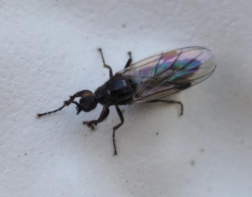 Dilophus humeralis